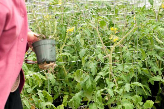 Gardener looking through potted tomato plants with yellow flowers on them. 