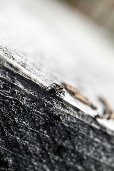 Close up of a hairy zebra jumper spider crawling on a piece of lumber. Shallow depth of field.