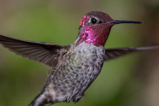 Anna's Hummingbird in Flight, Color Image, Day