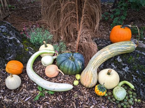 Colorful autumn vegetables decorating a garden.