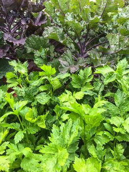 Parsley and lettuce growing in the summer garden.