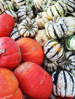 Variety of colorful squashes at the autumn market.