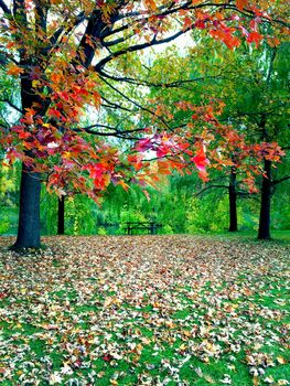 Vibrant autumn landscape. A park in Quebec, Canada.
