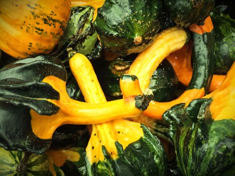 Closeup of green and yellow decorative gourds.
