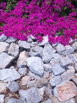 Pink bougainvillea climbing over a stone pile