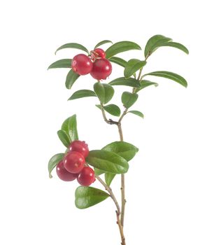Isolated branch of red cowberry on the white