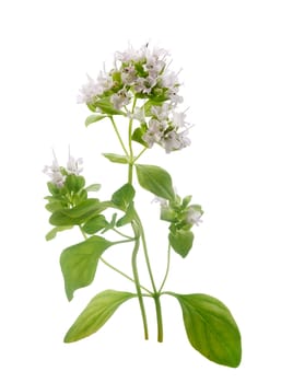 Isolated blooming branch of a oregano with flowers on the white background