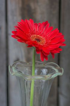 red gerbera flower in the vase close-up against wooden wall, vertical shot