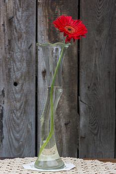 red gerbera flower in the vase  against wooden wall, vertical shot