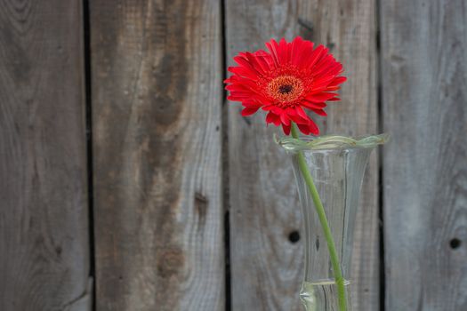 red gerbera flower in the vase close-up against wooden wall with copy-space, horizontal shot