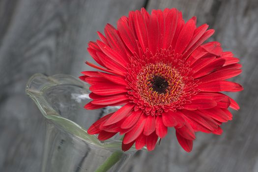 red gerbera flower in the vase close-up against wooden wall, tilted angle