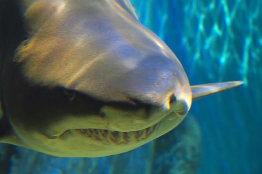 Impressive Closeup of sand tiger shark large, about 3 meters long