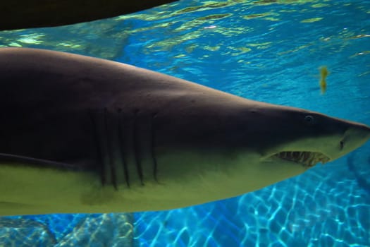 View of sand tiger shark large, about 3 meters long