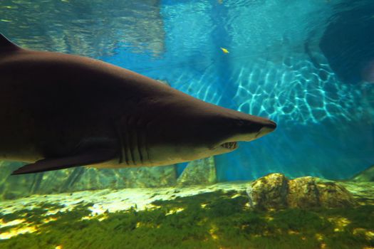 Beautiful and large specimen of sand tiger shark, 3 m long.Animal at risk of extinction