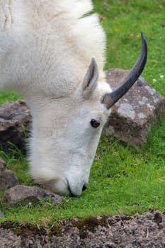 ROcky Mountain Goat Grazing by the Stream Closeup Portrait