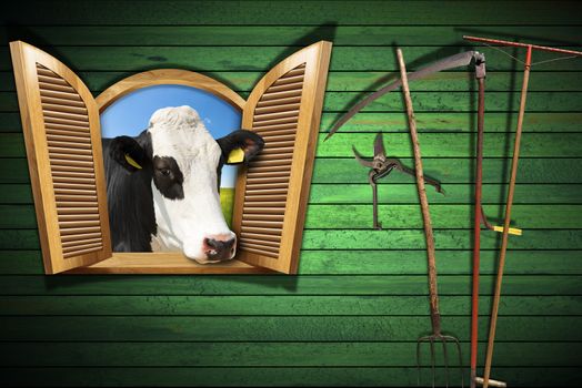 Wooden wall with old farm tools and an open window with a head of cow. Agriculture and livestock concept