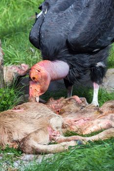 California Condor feeding on Carcass of Young Calf