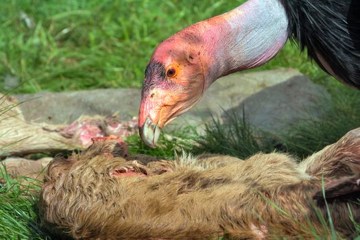 California Condor feeding on Carcass of Young Calf Closeup