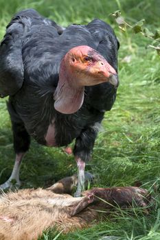 California Condor Standing OVer Carcass of Young Calf