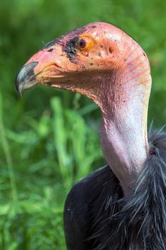 California Condor Standing Closeup Portrait