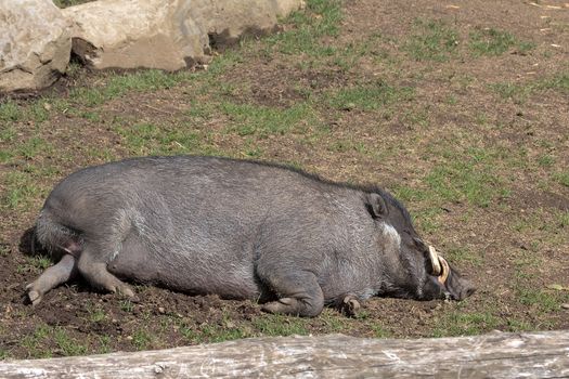 Visayan Warty Pig from the Island of Philippines Boar Sleeping