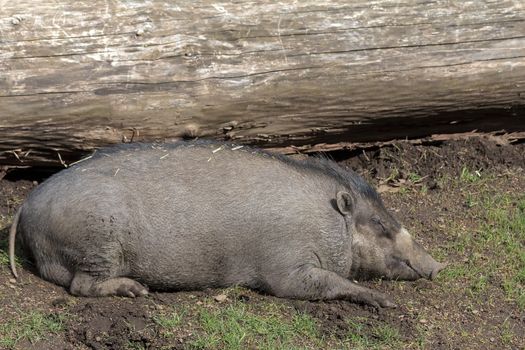 Visayan Warty Pig from the Island of Philippines Sow Sleeping