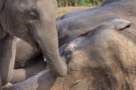 Baby Asian Elephant with Sleeping Mother Elephant Closeup Portrait