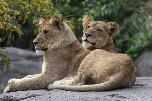 Pair of Lions Cubs Resting