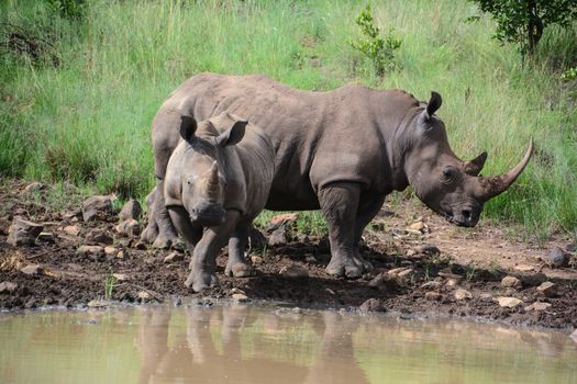 Mother and child rhinoceros drinking water at the edge of a watering hole