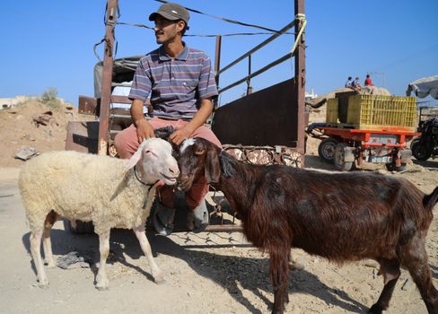 PALESTINE, Gaza: A man is pictured next to two sheep at the main livestock market in northern Gaza on September 18, 2015 as Palestinians prepare for the upcoming Eid al-Adha festival.Also known as the Festival of Sacrifice, the three-day holiday marks the end of the annual pilgrimage to Mecca and commemorates the willingness of the Prophet Ibrahim (Abraham to Christians and Jews) to sacrifice his son, Ismail, on God's command. 