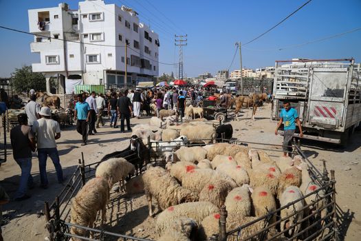 PALESTINE, Gaza: Sheep are pictured at the main livestock market in northern Gaza on September 18, 2015 as Palestinians prepare for the upcoming Eid al-Adha festival.Also known as the Festival of Sacrifice, the three-day holiday marks the end of the annual pilgrimage to Mecca and commemorates the willingness of the Prophet Ibrahim (Abraham to Christians and Jews) to sacrifice his son, Ismail, on God's command. 