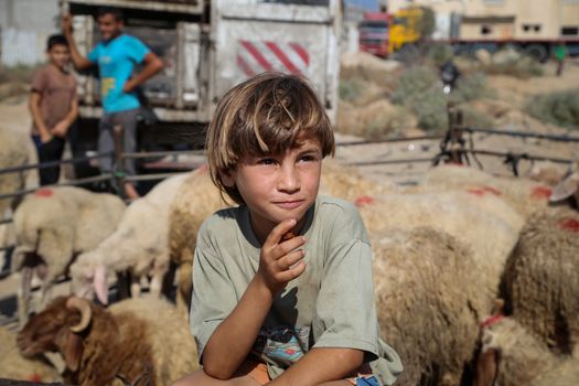 PALESTINE, Gaza: A young boy is pictured at the main livestock market in northern Gaza on September 18, 2015 as Palestinians prepare for the upcoming Eid al-Adha festival.Also known as the Festival of Sacrifice, the three-day holiday marks the end of the annual pilgrimage to Mecca and commemorates the willingness of the Prophet Ibrahim (Abraham to Christians and Jews) to sacrifice his son, Ismail, on God's command. 