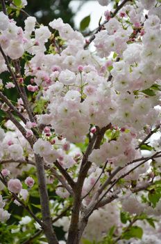 Pink sakura cherry flower blossom in spring