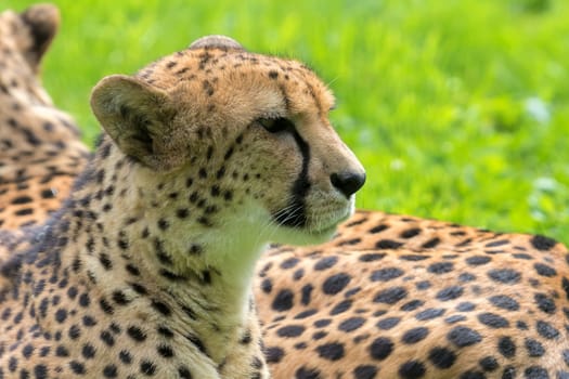 Cheetah Laying Down Resting Closeup Portrait