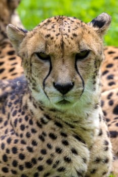 Cheetah Laying Down Resting and Looking Forward Closeup Portrait
