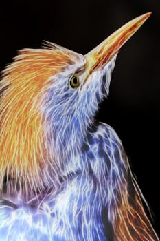 Cattle Egret Wild Bird Neon Effect Abstract Closeup Portrait