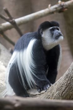 Black and White Colobus Monkey Sitting on Tree Branch and Looking Up Portrait