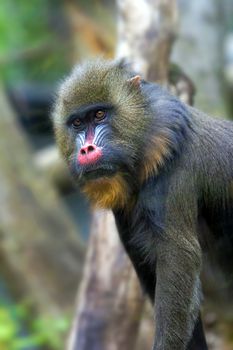 Mandrill Monkey Male Portrait