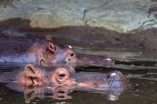 Hippopotamus Pair Submerged in Water Closeup Portrait