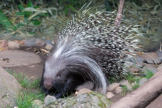 African Crested Porcupine Full Body Portrait
