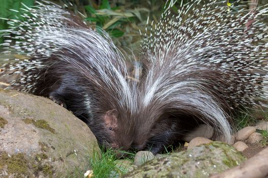 African Crested Porcupine Pair Portrait