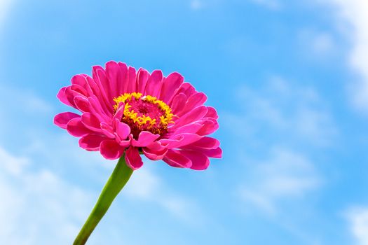 One pink Zinnia flower on stem with blue sky