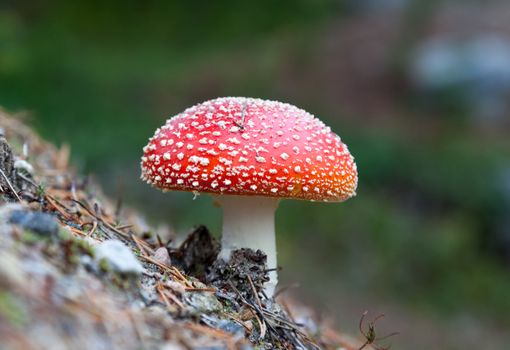 Amanita muscaria, a poisonous mushroom in a forest on the hillside