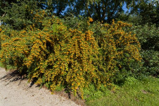 Sea buckthorn branch, close-up (Hippophae rhamnoides, typical for this plant is a high content of vitamin C