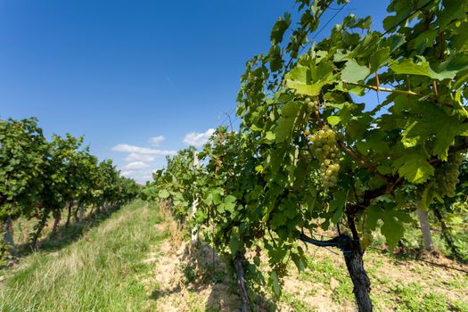 Vineyards under Palava. Czech Republic - South Moravian Region wine region