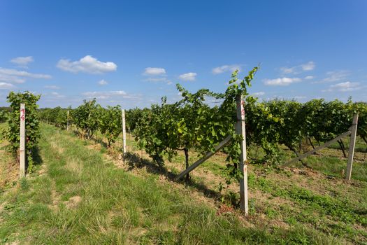 Vineyards under Palava. Czech Republic - South Moravian Region wine region