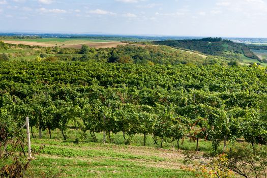 Vineyards under Palava. Czech Republic - South Moravian Region wine region