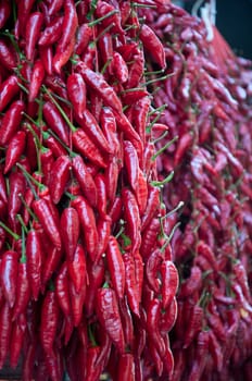 Rows of red hot pepper ready for sale