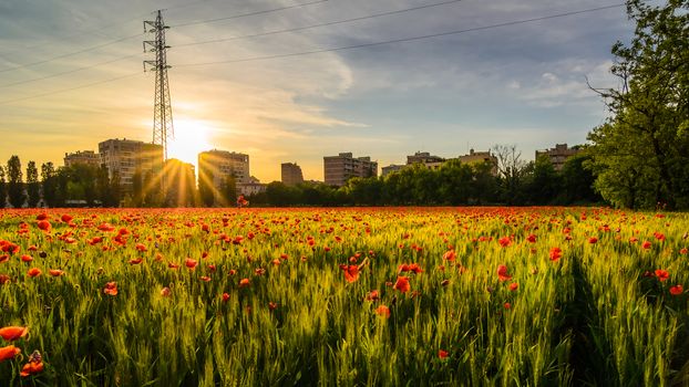 a nice view of field of grain and poppies  in Milano city at sunset