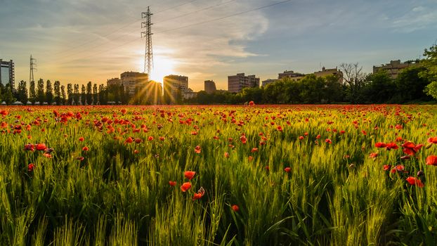 a nice view of field of grain and poppies  in Milano city at sunset